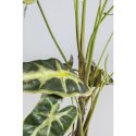 KARE roślina dekoracyjna ALOCASIA 80 cm