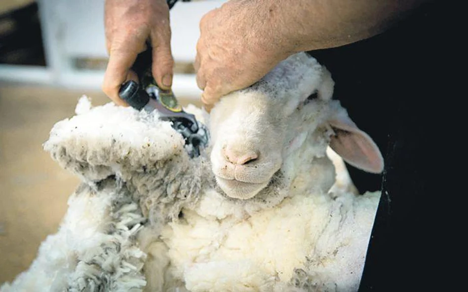 strzyżenie owiec